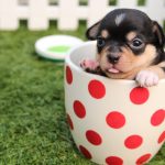 How to Make a Pet Insurance Claim: A Step-by-Step Guide